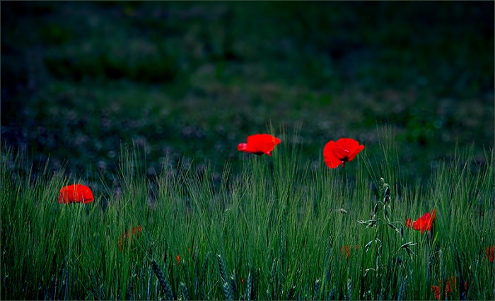 Klatschmohn bei dunklem Gewitterhimmel