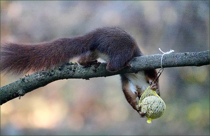 Das Eichhörnchen greift sich den Meisenknödel