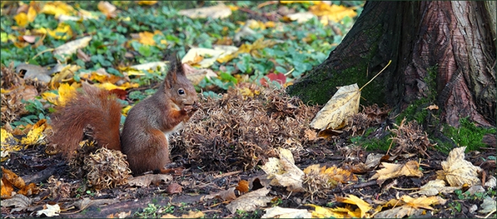 Eichhörnchen im Laub