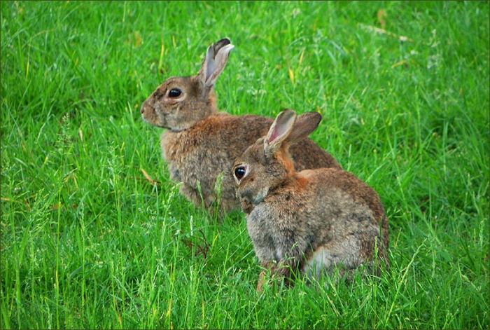 Zwei Wildkaninchen