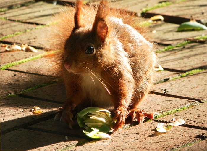 Eichhörnchen