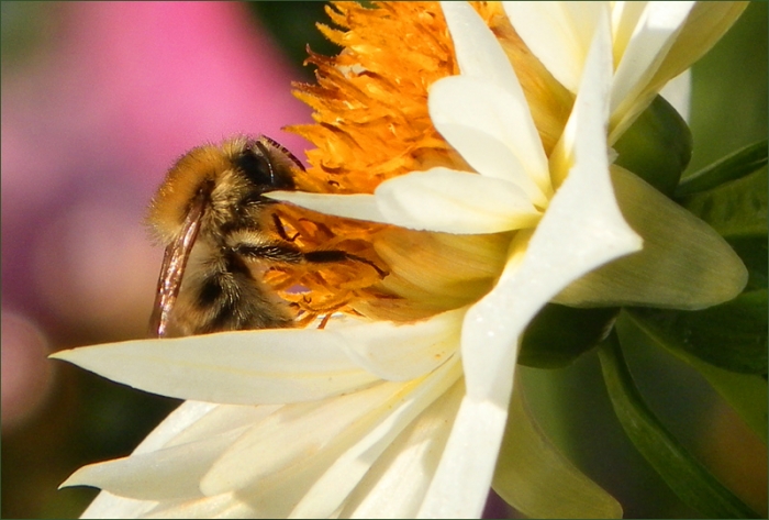 Hummel