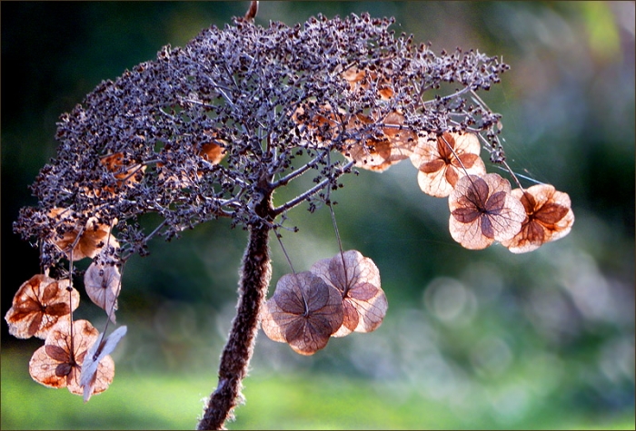 Vertrocknete Tellerhortensie