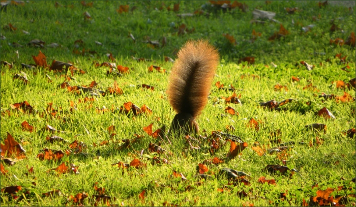 Eichhörnchen vergräbt eine Nuss