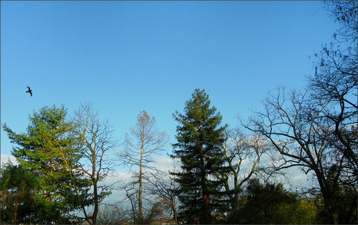 Bäume im März