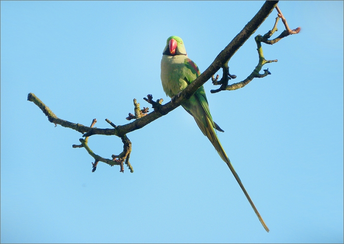 Papagei auf Kastanienzweig