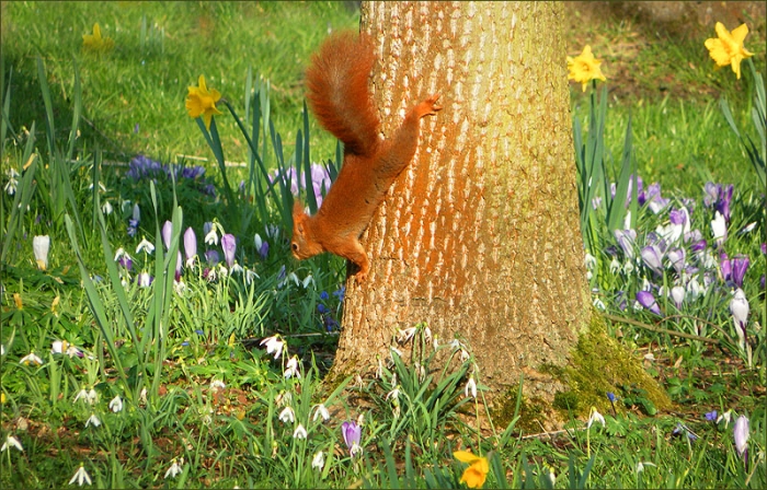 Eichhörnchen am 9. März