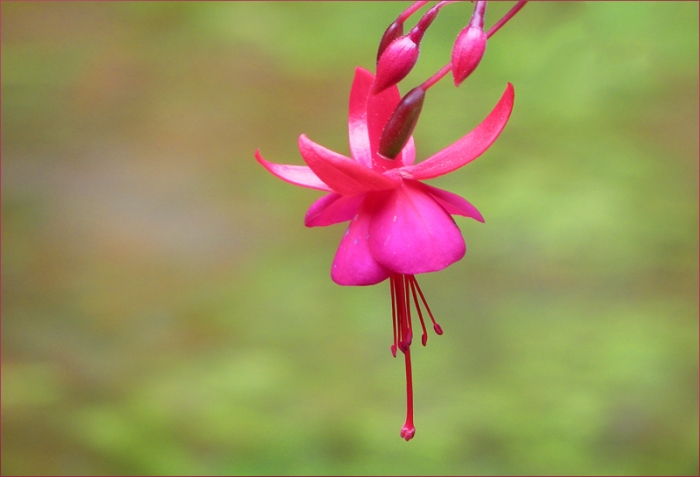 Fuchsie