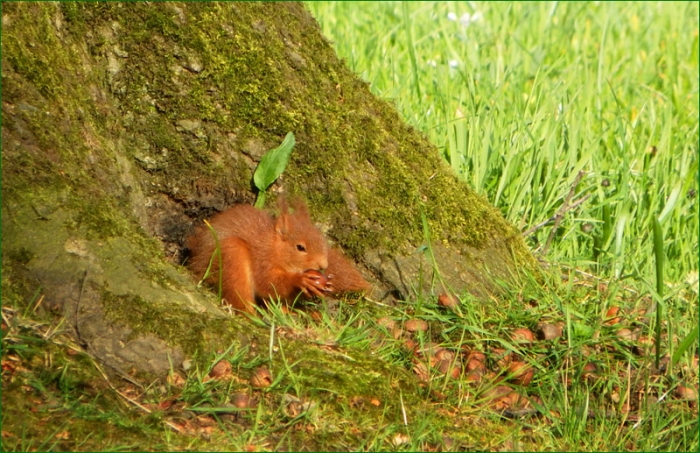 Junges Eichhörnchen