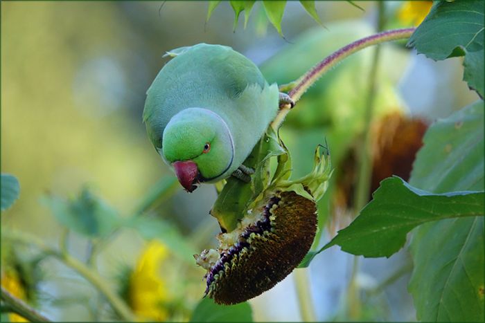 Halsbandsittich auf einer Sonnenblume