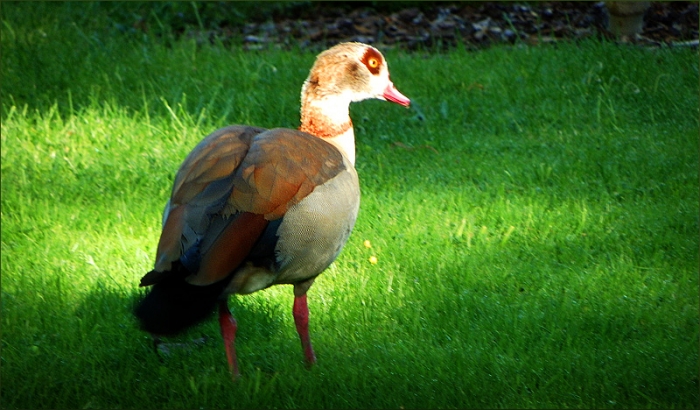 Nilgans