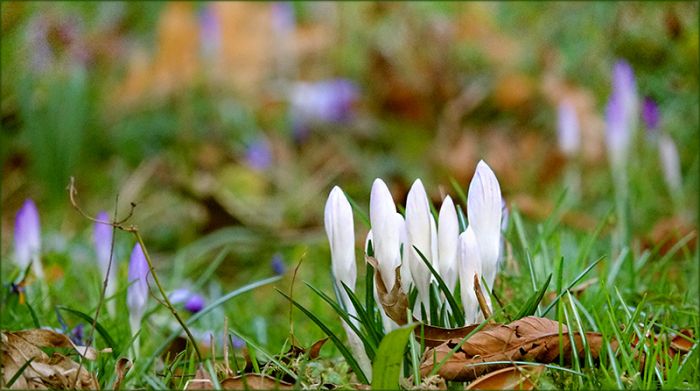 Weisse Krokusse
