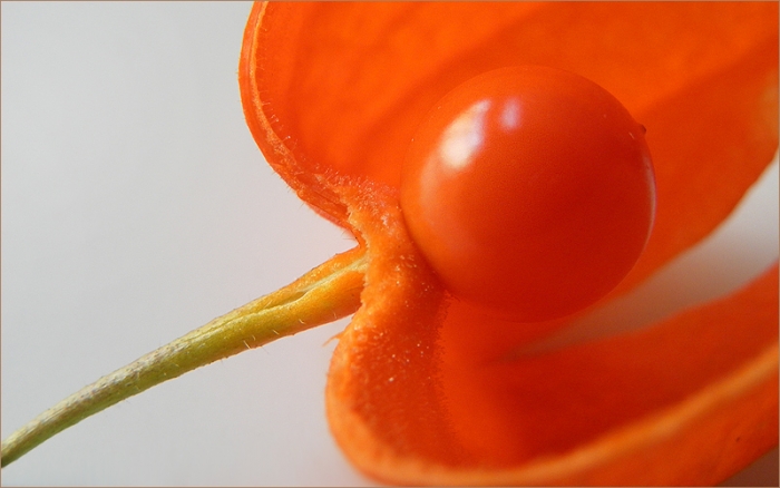 Frucht der Lampionblume