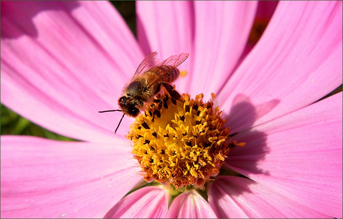 Biene in einer Blüte