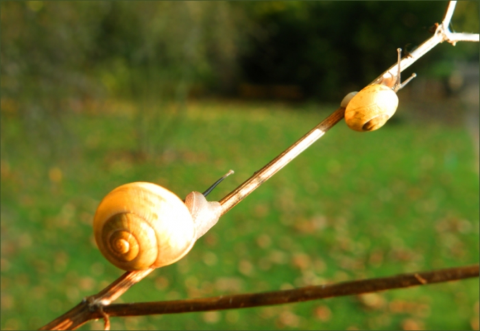 Zwei Schnecken