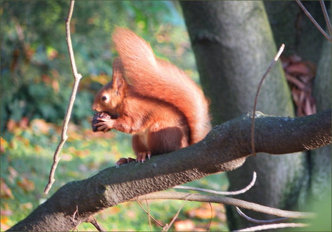 Eichhörnchen