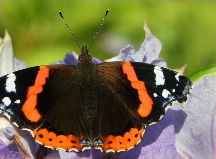 Schmetterling