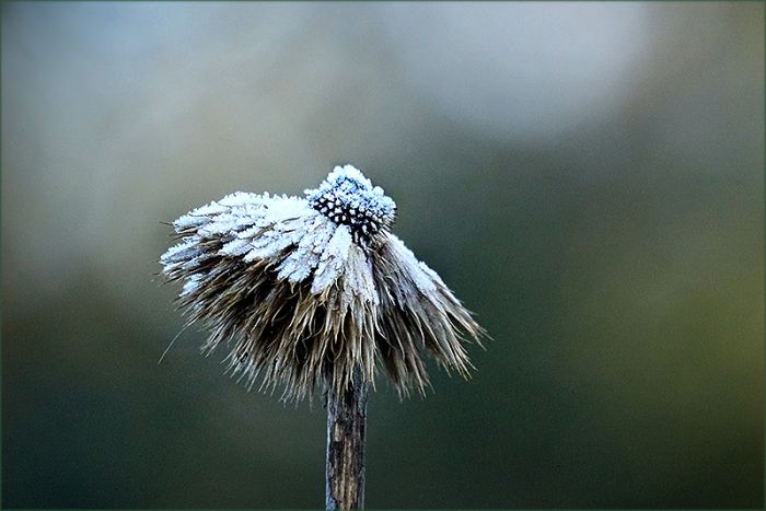 Vertrocknete Kugeldistel mit Raureif