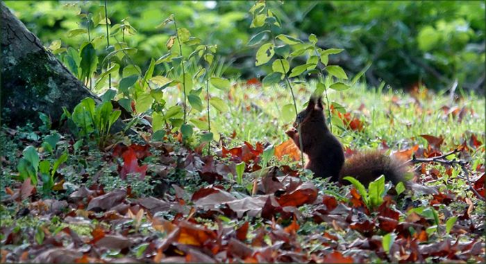 Eichhörnchen im Herbstlaub