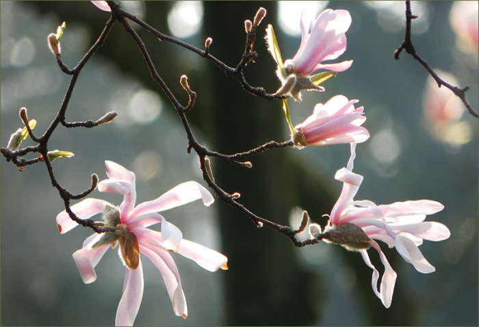Magnolienblüten