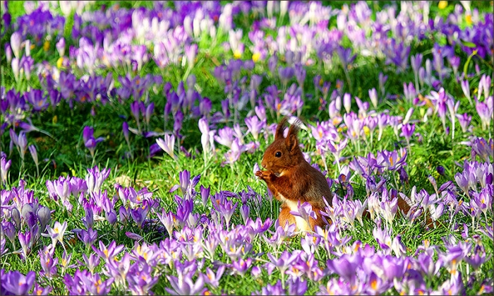 Eichhörnchen in der Frühlingswiese