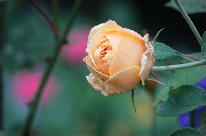 Gelbe Rose mit Morgentau