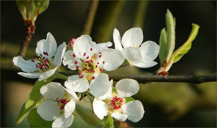 Blütenzweig am Birnbaum