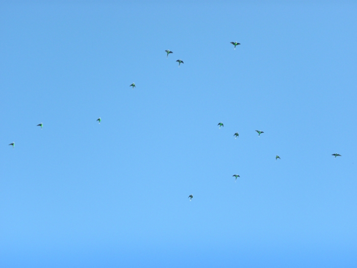 Papageienschar am Himmel
