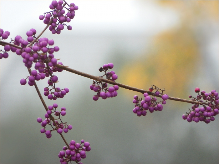 Zweig mit Liebesperlen