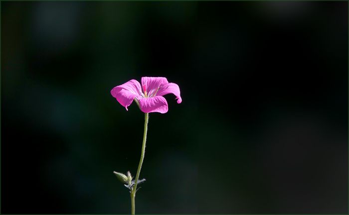 Kleine Blume