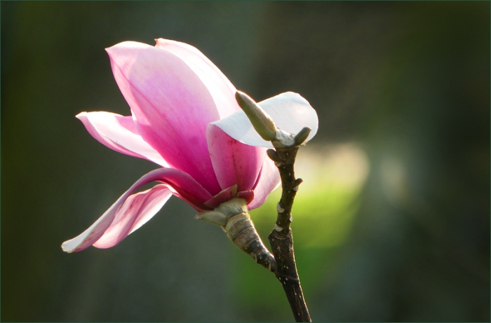Magnolienblüte