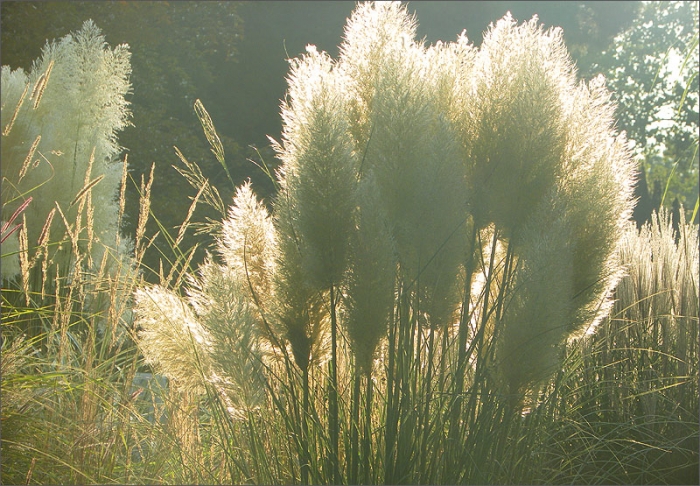 Pampasgras