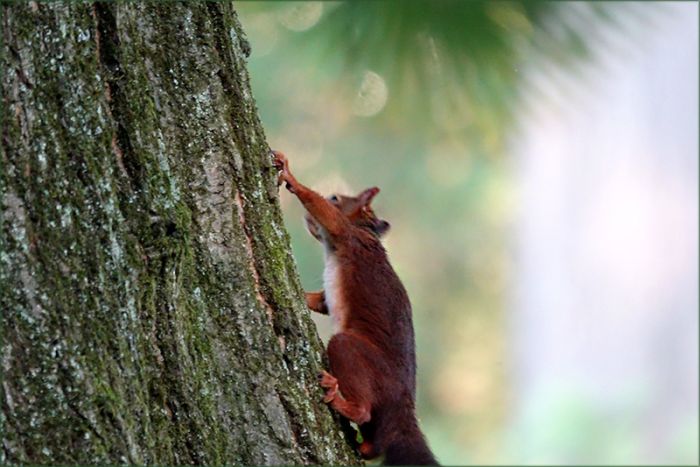 Eichhörnchen