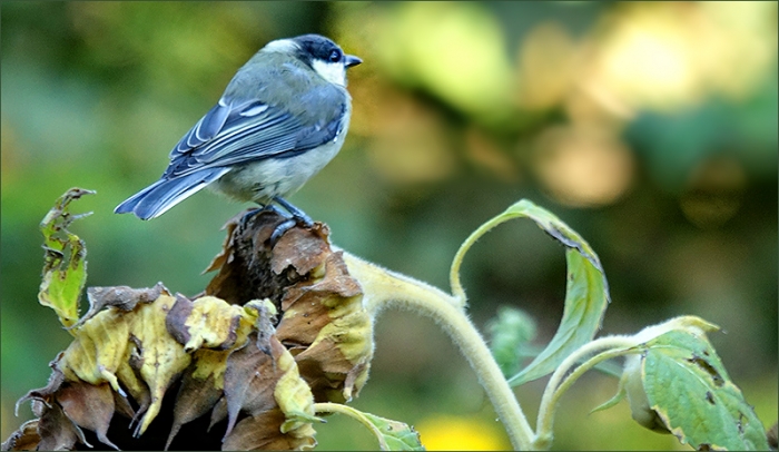 Meise auf vertrockneten Sonnenblumen