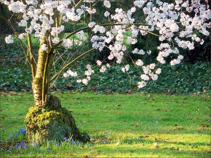 Erste Baumbüten Ende März gesehen