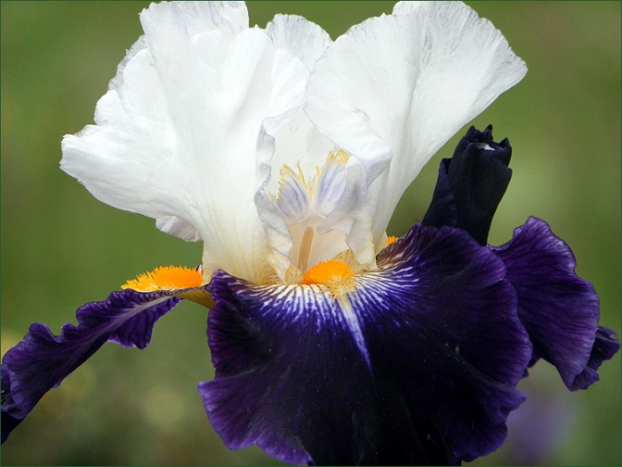 Iris