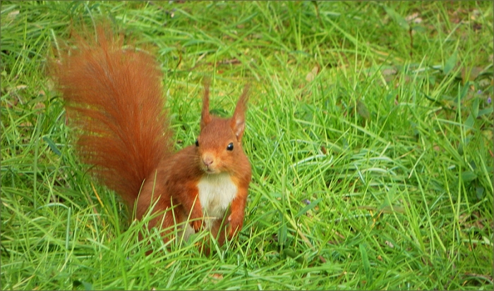 Eichhörnchen auf der Aprilwiese