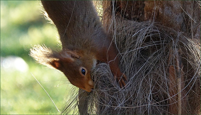Eichhörnchen sammelt Nestmaterial