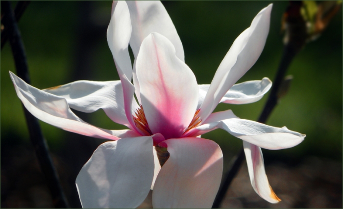 Magnolienblüte