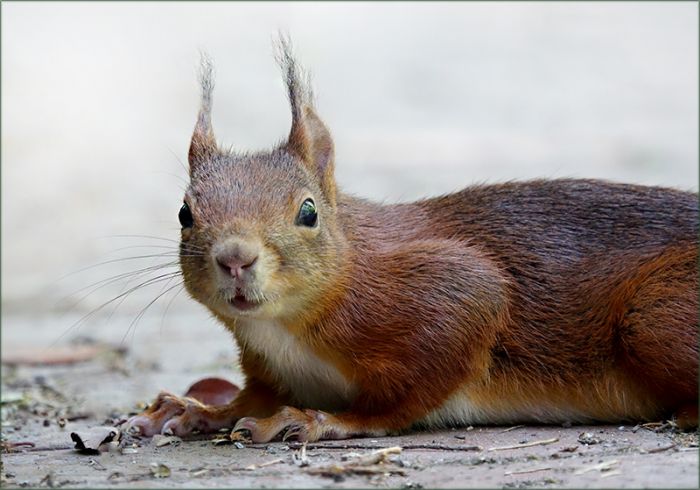 Eichhörnchen schaut mich an