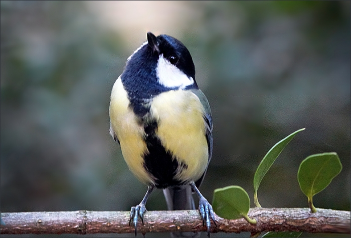 Schwebfliege in gelber Blüte