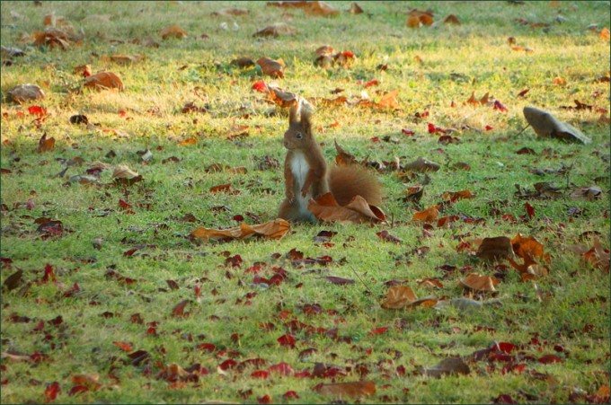 Eichhörnchen