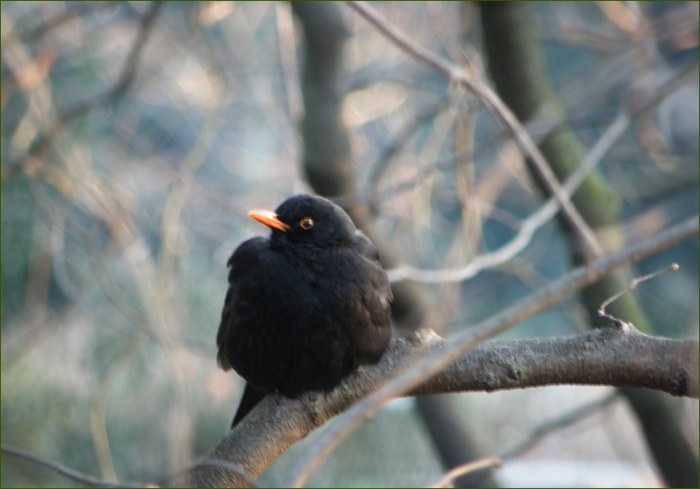 Amsel