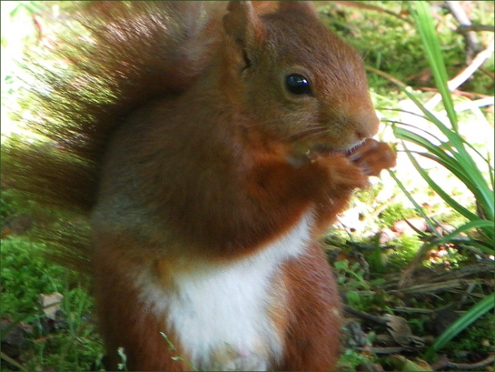 Junges Eichhörnchen