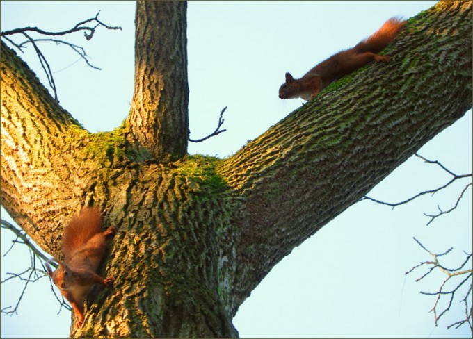 Zwei Eichhörnchen