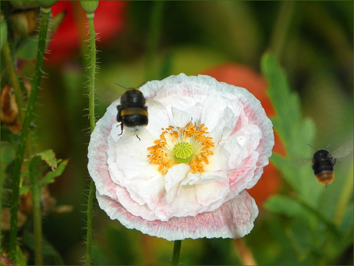 Mohn und zwei Hummeln