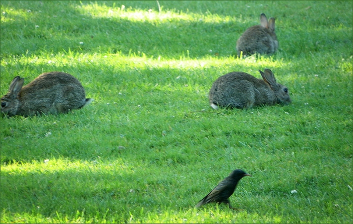 Drei Kaninchen