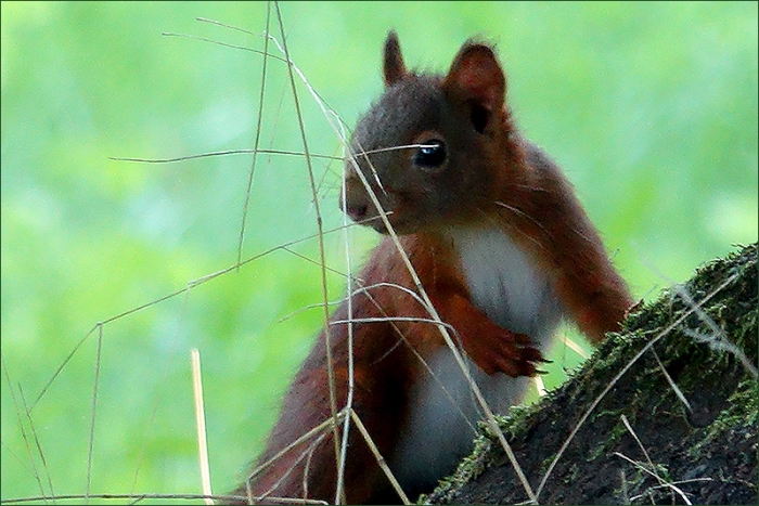Eichhörnchen