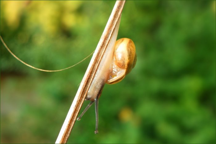 Schnecke