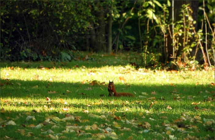 Eichhörnchen auf der Wiese